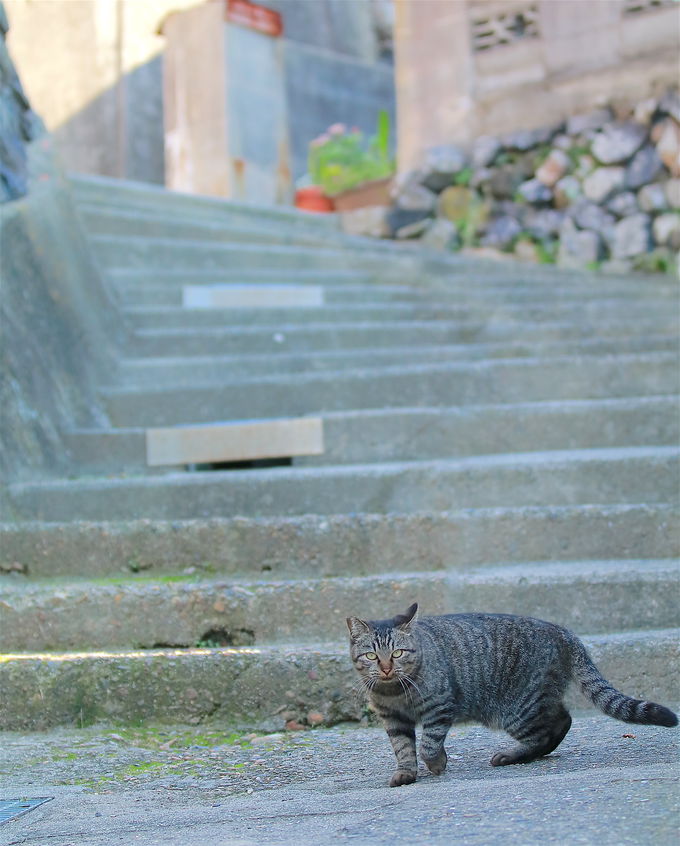 気ままに暮らす猫と戯れる 瀬戸内の猫島 男木島 で癒しの島旅を 香川県 Lineトラベルjp 旅行ガイド