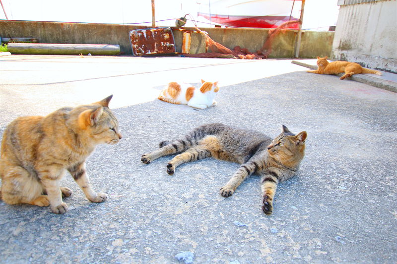 気ままに暮らす猫と戯れる！瀬戸内の猫島「男木島」で癒しの島旅を