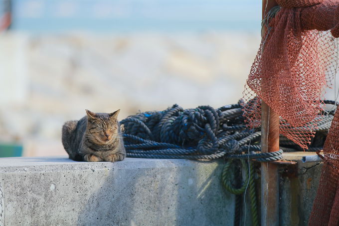猫に会うには？穏やかな瀬戸内海の離島「男木島」