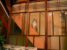 温かな出会いと看板猫LUKEが待つ「飛騨高山ゲストハウスtau」