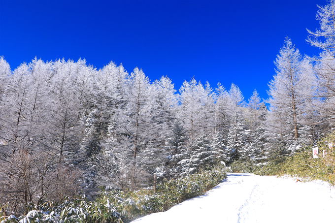 �J���}�c�̎��X�Ɛ�̃R���{���������I�u�x�m���䍂���v�̖{��