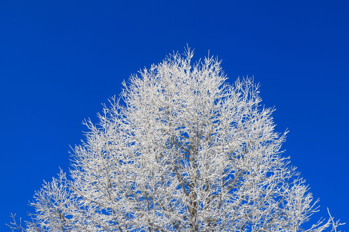 ��R�̔����������\�I���q�Z�u���T�~�b�g�u�x�m���䍂���v