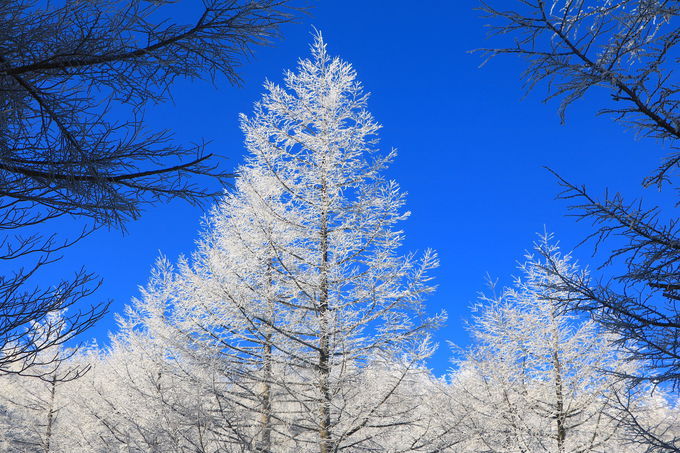 �J���}�c�̎��X�Ɛ�̃R���{���������I�u�x�m���䍂���v�̖{��