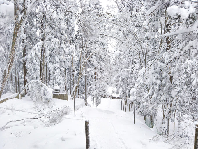 京都 愛宕山 の冬 杉の大樹が凍り付く水墨画の世界 京都府 トラベルjp 旅行ガイド