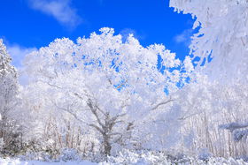 RɈ{̕X̍IˍRuʎRvɍ炭Ղ"X"̋LTlC