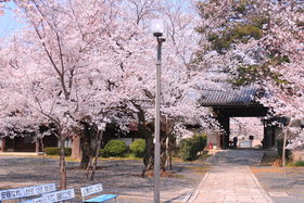 šuRȁvōIVɍ؂̉ԂƂ̃R{̋LTlC