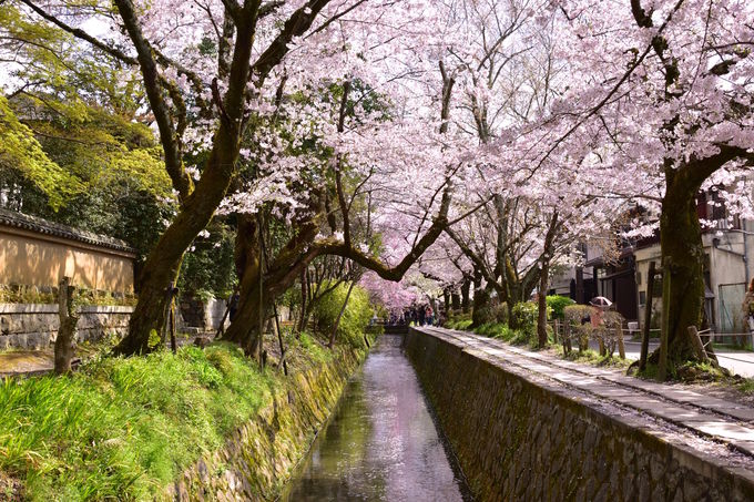 春の京都が美しい 左京区東山 哲学の道 周辺で絶景お花見散歩 京都府 Lineトラベルjp 旅行ガイド