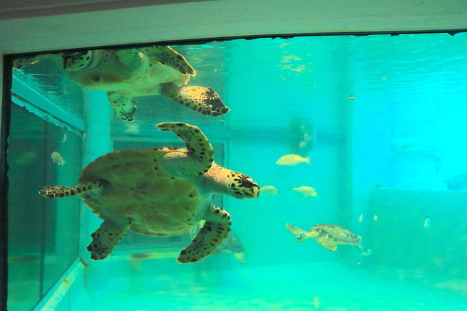 「久米島ウミガメ館」でウミガメに癒され、自然を学ぼう！