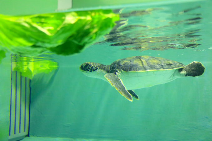 「久米島ウミガメ館」でウミガメに癒され、自然を学ぼう！