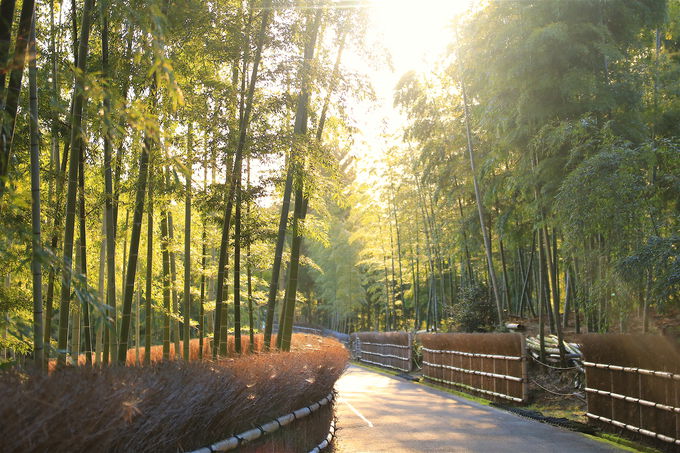 絶景【竹の里・乙訓】京都観光の穴場「乙訓」自然と歴史文化が紡ぐ絶景を巡る旅