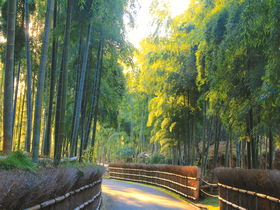 ディープな京都に触れる！乙訓「竹の小径」で癒しの竹林散策