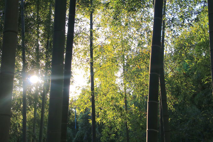 向日丘陵「竹の小径」で美しい京銘竹の原風景に触れる