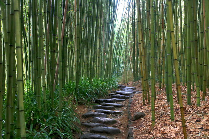 「竹の資料館」で歴史に触れ、情緒豊かな庭園鑑賞