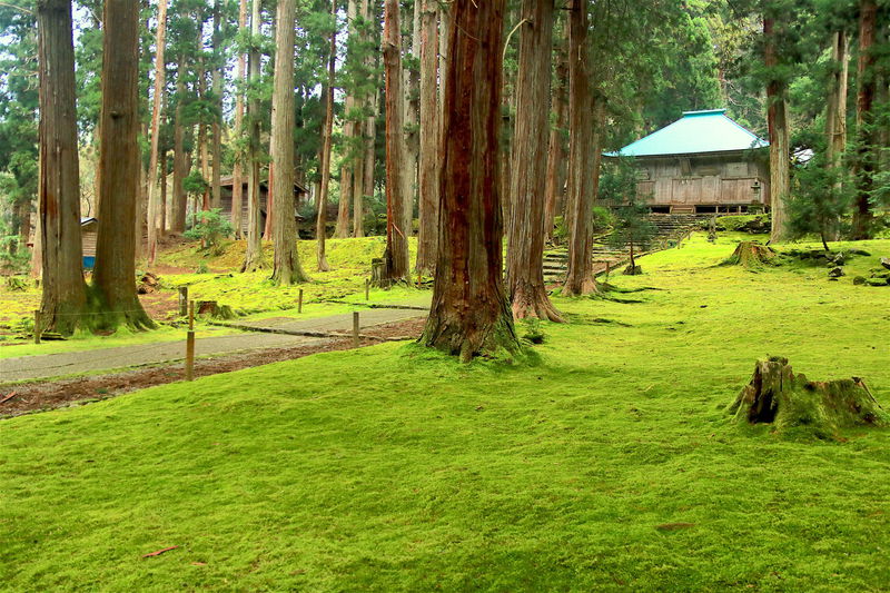 静謐な時間と苔の風景！福井「白山平泉寺」でパワーチャージ | 福井県 | LINEトラベルjp 旅行ガイド