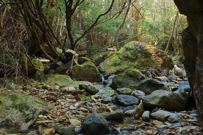 v̕iO͂ɁIu⋬v̑ۂނX