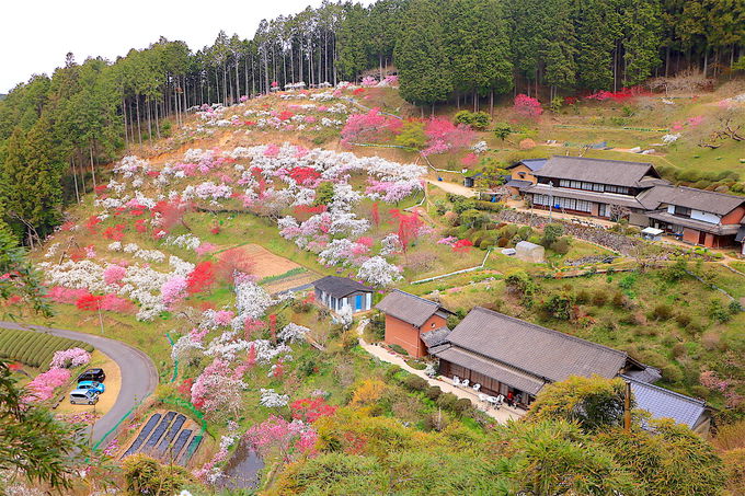 美しい花桃と日本の原風景！豊田市「旭地区」