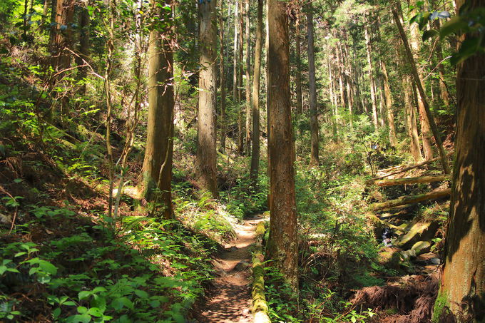 木和谷林道から中級コースへ！気持ちよい樹林歩き