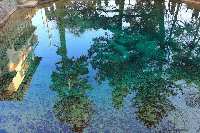 透き通った神秘の池！絶景と話題の「別府弁天池湧水」
