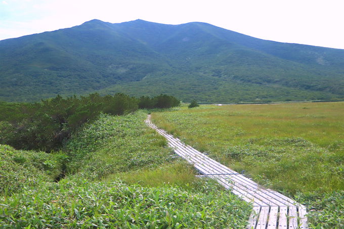 �R���Ɉ��|�I�Ȕ�΁I�m���ʊx��w�i�ɘȂށu���P�΁v