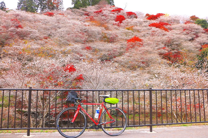 四季桜と紅葉の共演が美しい！「川見 四季桜の里」
