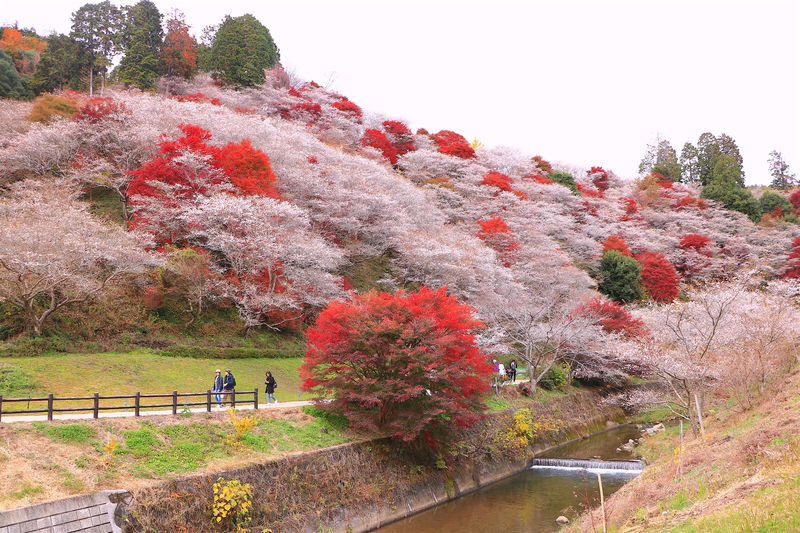 秋に咲く桜？愛知「川見 四季桜の里」で紅葉と花見を一緒に愛でよう
