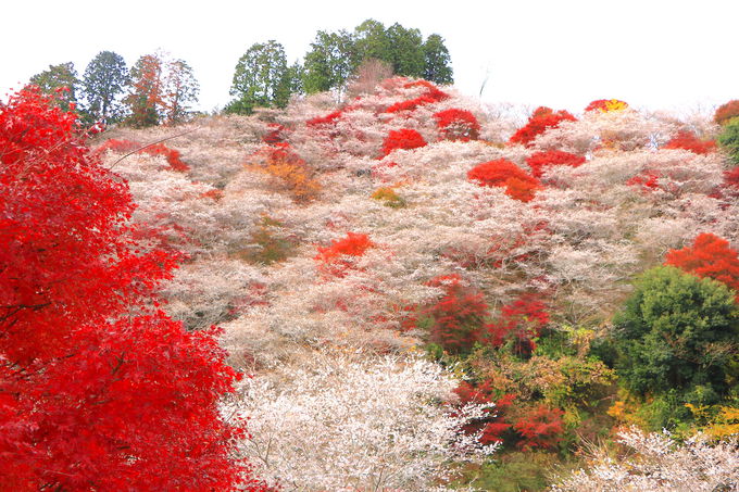 四季桜とは？春と秋の二回咲く交雑種