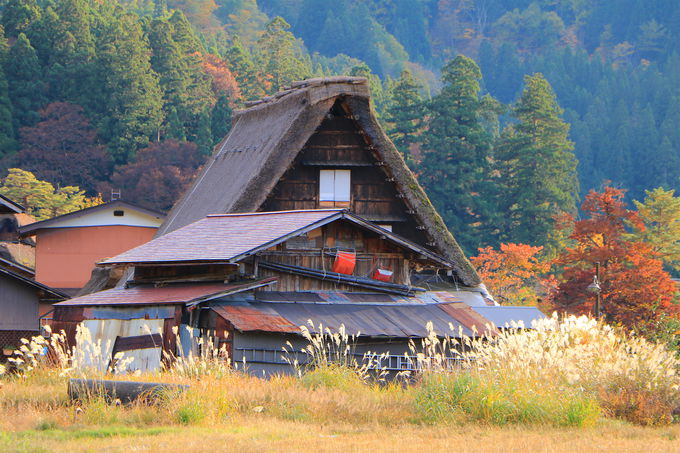 全山紅葉に包まれる 世界遺産 白川郷合掌造り 秋の散策ガイド 岐阜県 Lineトラベルjp 旅行ガイド