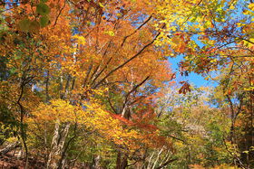 �g�t�V�����[�Ƒ�W�]�I�`���c����Z�u����R�v�֗��R�o�R�̋L���T���l�C��