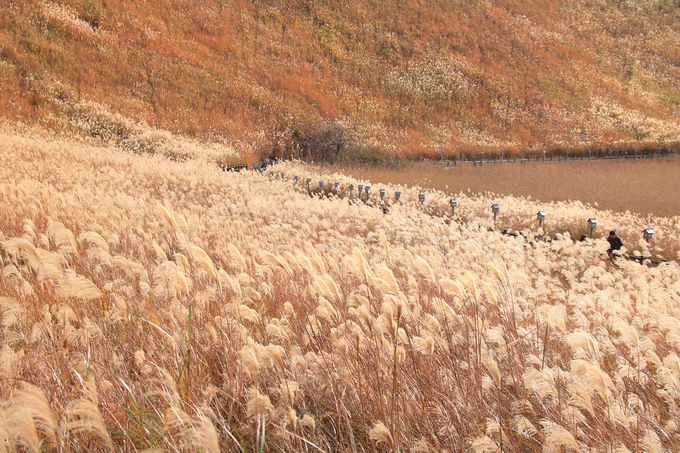 ススキの別天地 奈良 曽爾高原 倶留尊山 へ錦秋ハイキング 奈良県 Lineトラベルjp 旅行ガイド