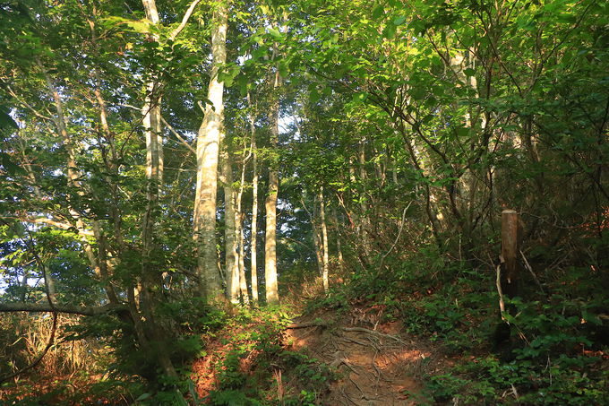 ��y�ɃE�H�[�~���O�A�b�v�I��30���Łu�����x�v��