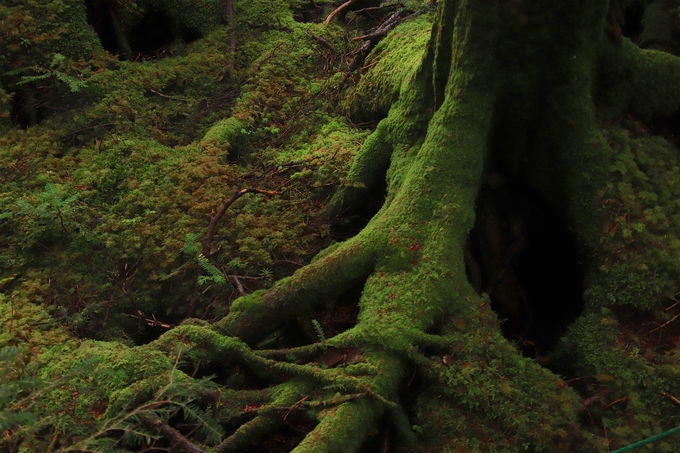 ꂼĝ̂P̐EhÎ̂̐X`r