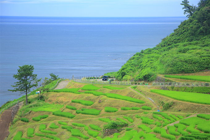 CƗRDȂIuĐ疇cvƓ̕i