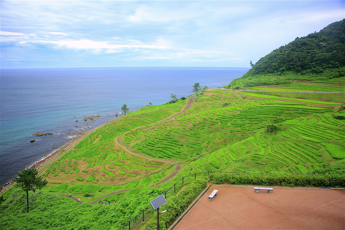 CƗRDȂIuĐ疇cvƓ̕i