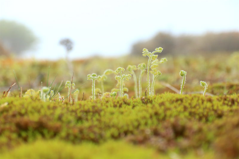 苔の絨毯が魅せる幻想風景！鈴鹿の奥座敷「イブネクラシ」登山