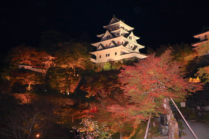 天守 紅葉のコラボ 郡上八幡城 天空のもみじ庭園ライトアップ 岐阜県 トラベルjp 旅行ガイド