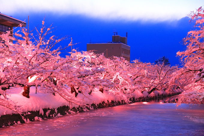 冬を彩る満開の雪桜 弘前の風物詩 冬に咲くさくらライトアップ 青森県 トラベルjp 旅行ガイド