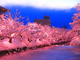 冬を彩る満開の雪桜！弘前の風物詩「冬に咲くさくらライトアップ」