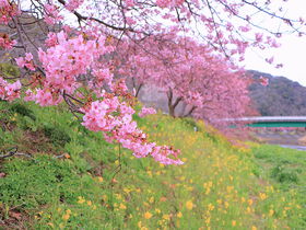 いち早く春の訪れを！河津桜の咲く「南伊豆」早春の観光満喫ガイド