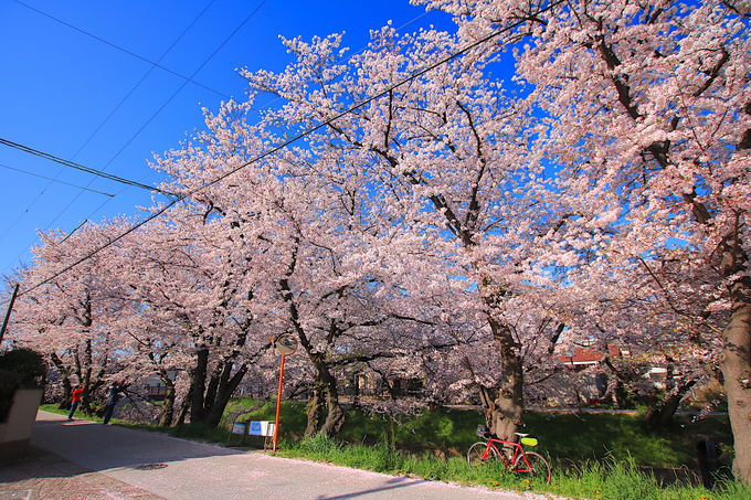 ゆったりと美しい桜並木を満喫できる「下流域」