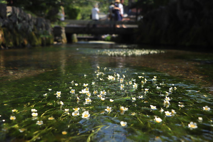 夏の醒井の風物詩。水中花「梅花藻」が可愛らしく涼やか