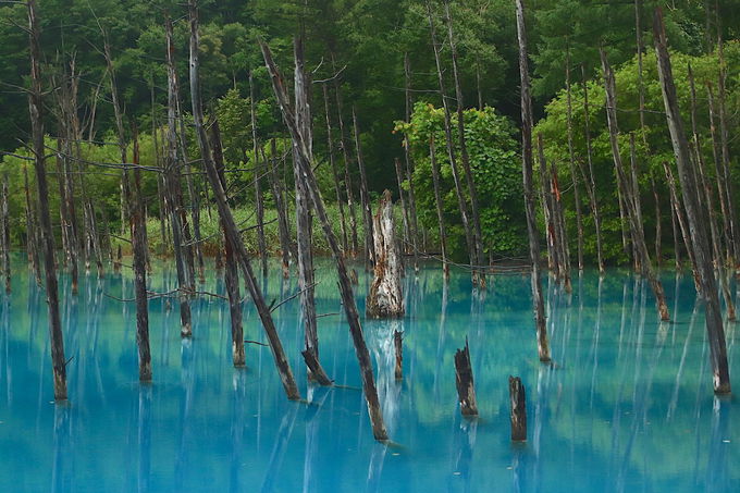 白翠色の水面と立ち枯れの幻想。引き込まれる「青い池」
