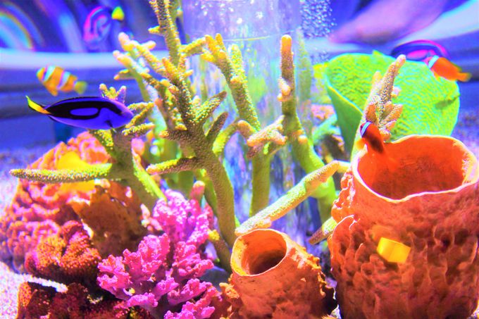 �j���ƌ����΂��̋��I