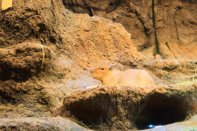 ����������Ȃ��C�̐����������I