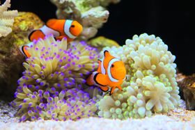 �v�킸���ɂȂ�I���E�C�V�ق̂��킢���C�̐����������̋L���T���l�C��