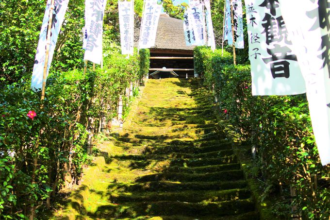 奈良時代建立の鎌倉最古の寺「杉本寺」は苔好き必見