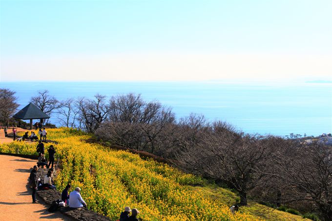 ハイキングが楽しめる神奈川 吾妻山公園 で春の訪れを感じよう 神奈川県 トラベルjp 旅行ガイド