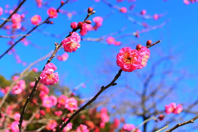 花を楽しみレトロな遊園地で遊ぶ「小田原城址公園」