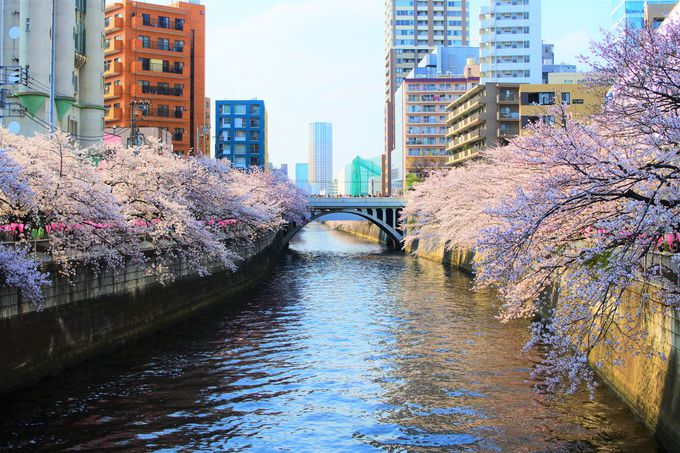 東京屈指のお花見スポット 目黒川沿いの桜並木はまさに圧巻 東京都 Lineトラベルjp 旅行ガイド