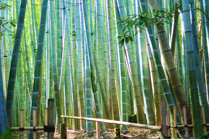 �������u�|�̒�v�I