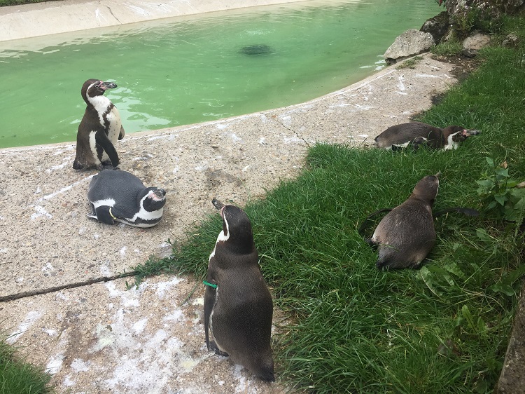 お屋敷にバラ園 動物園も 英ヨークシャー スワビーホール イギリス トラベルjp 旅行ガイド